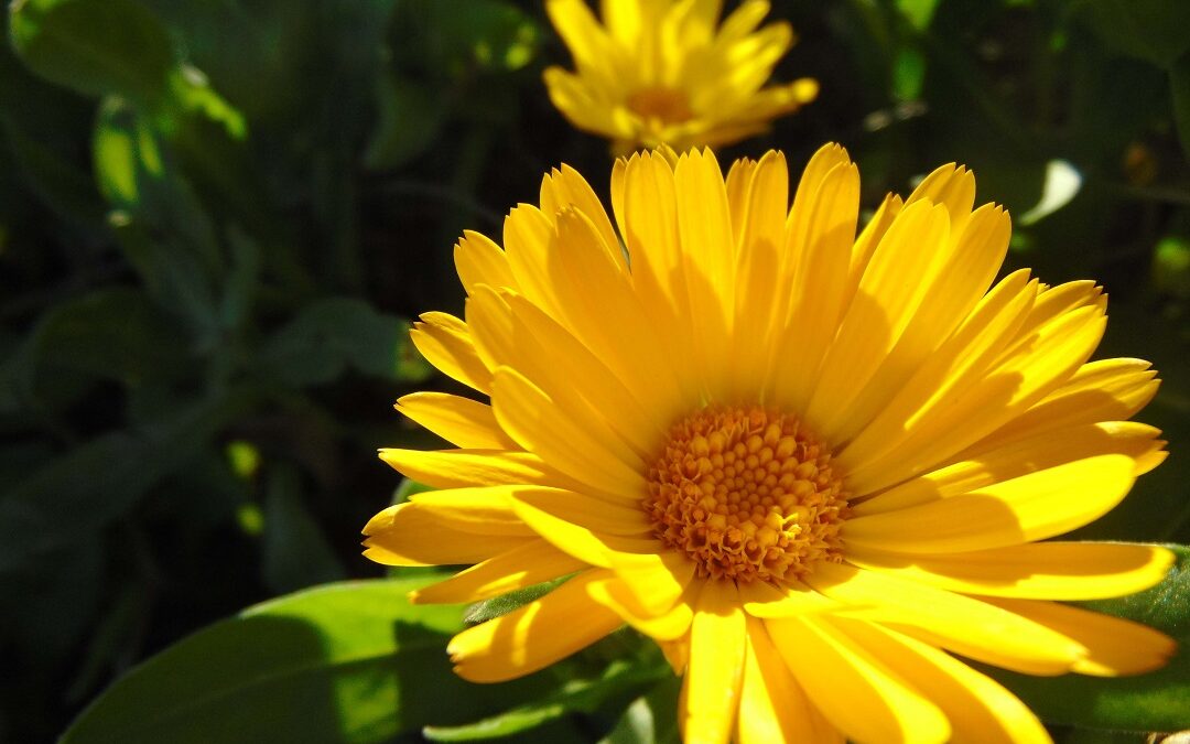 la fleur de calendula